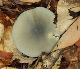Clitocybe odora image