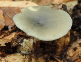 Clitocybe odora image