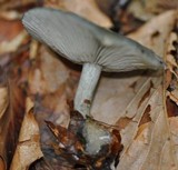Clitocybe odora image