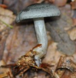 Clitocybe odora image
