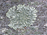 Canoparmelia texana image