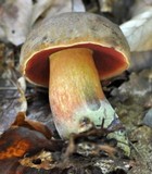 Boletus erythropus image