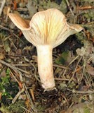 Lactarius chrysorrheus image