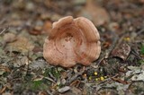 Lactarius chrysorrheus image