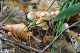 Gymnopus confluens image