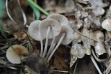 Gymnopus confluens image