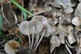 Gymnopus confluens image