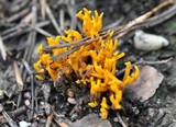 Ramariopsis crocea image