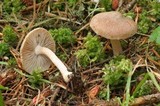 Inocybe phaeocystidiosa image