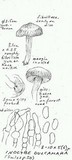 Inocybe dulcamara image
