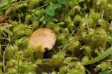 Inocybe auricoma image