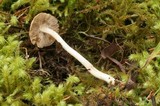 Inocybe auricoma image