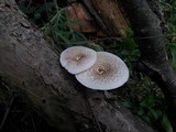 Lentinus tigrinus image