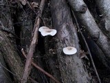 Lentinus tigrinus image