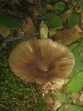 Megacollybia rodmani image