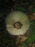 Megacollybia rodmani image