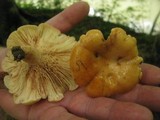 Lactarius croceus image
