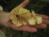 Lactarius croceus image