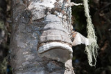 Fomes excavatus image