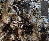 Collema occultatum image