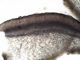 Collema occultatum image