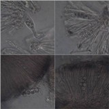 Collema occultatum image