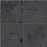 Collema occultatum image