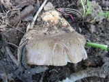 Lactarius uvidus image