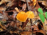 Marasmius siccus image