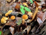Marasmius siccus image