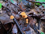 Marasmius siccus image
