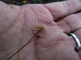 Marasmius siccus image