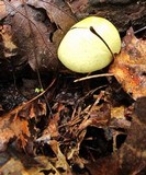 Agaricus auricolor image