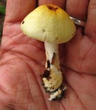 Agaricus auricolor image