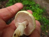 Agaricus auricolor image