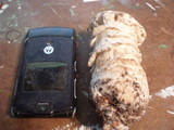 Hypomyces hyalinus image