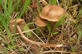 Inocybe lacera image