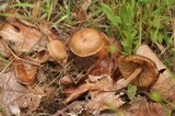 Inocybe lacera image