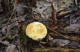 Lactarius deceptivus image