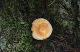 Lactarius deceptivus image