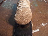 Hypomyces hyalinus image