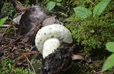 Lactarius deceptivus image