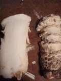 Hypomyces hyalinus image
