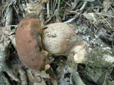 Tylopilus variobrunneus image