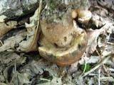 Tylopilus variobrunneus image