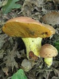 Boletus subluridellus image
