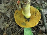 Boletus subluridellus image