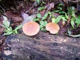 Lentinula edodes image