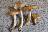 Hygrophorus arbustivus image
