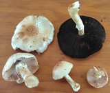 Agaricus nanaugustus image